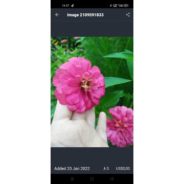 Zinnia pink tumpuk