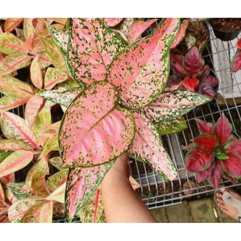 tanaman hias bonggol bunga aglonema ruby super pink