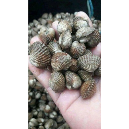 

kerang dara