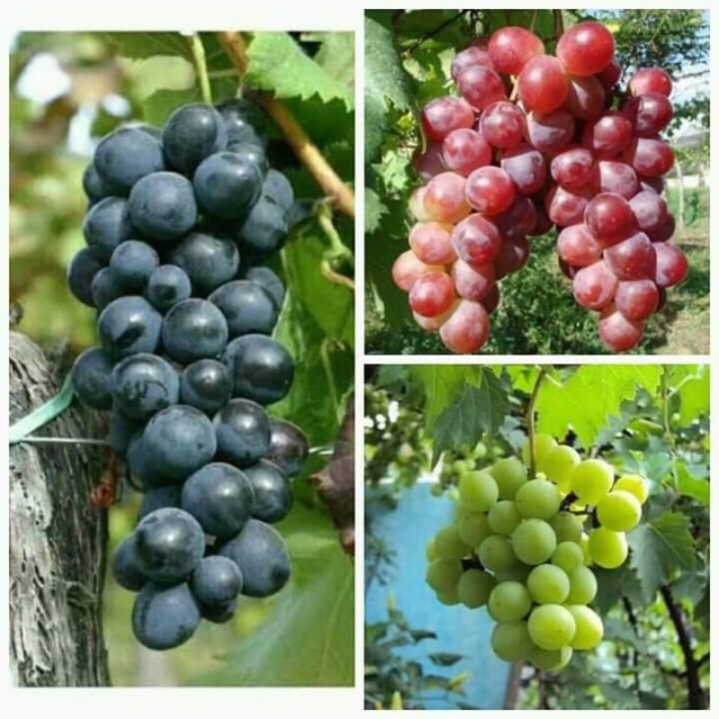 bibit anggur import ninel dan jupiter