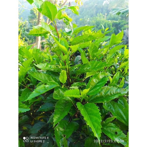 

daun kembang sepatu fresh( 250) gram asli