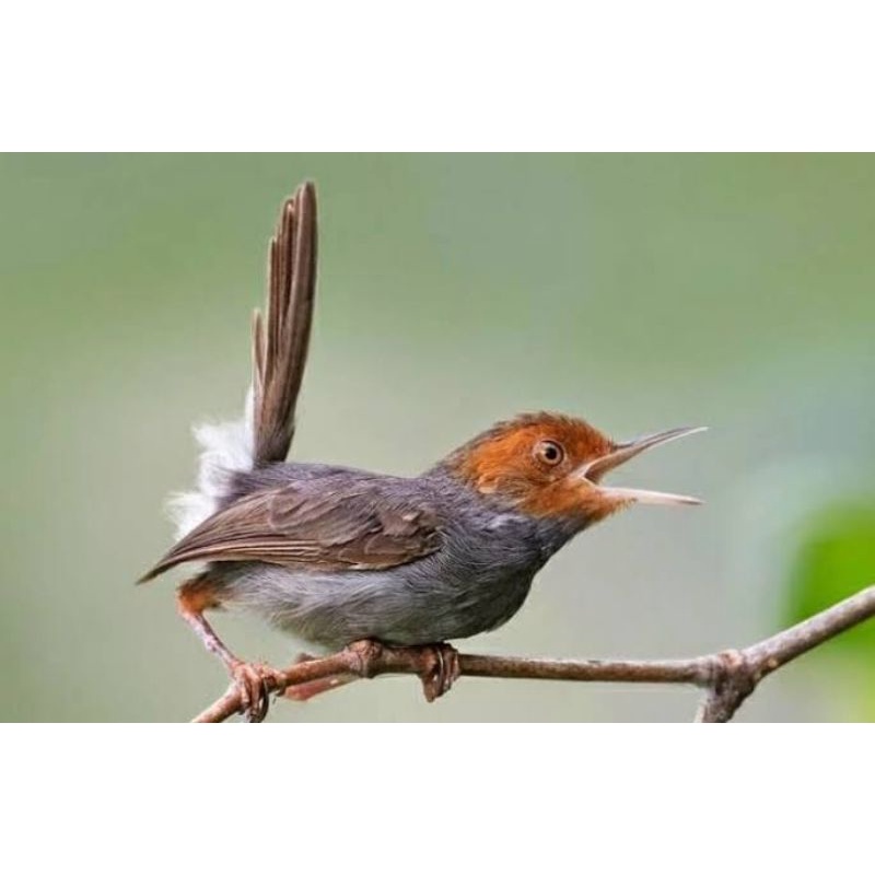 burung prenjak klawu atau cemplik klawu pur halus