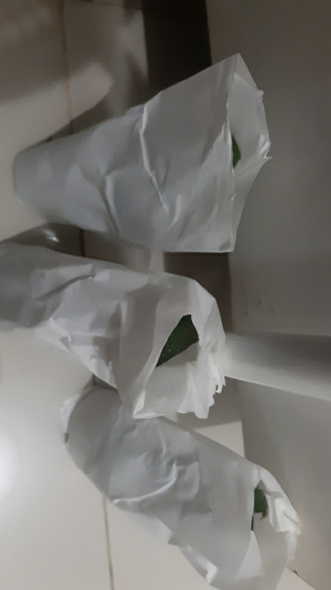 Anggrek Bulan Remaja - Phalaenopsis Hybrid Taiwan