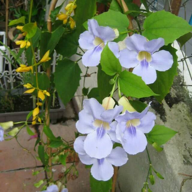  Tanaman  hias  rambat thunbergia biru Shopee Indonesia