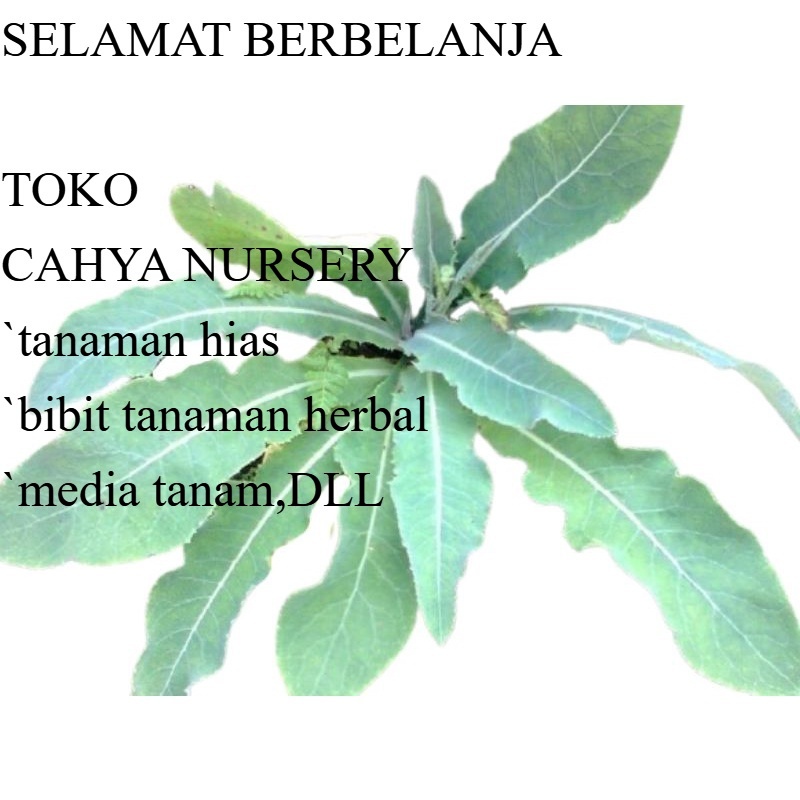 

PROMO Daun tempuyung segar 100gram herbal non pestisida siap petik ke kebun
