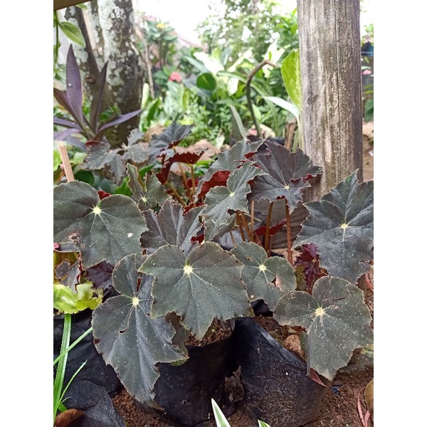 Tanaman Begonia Red velvet /Black velvet
