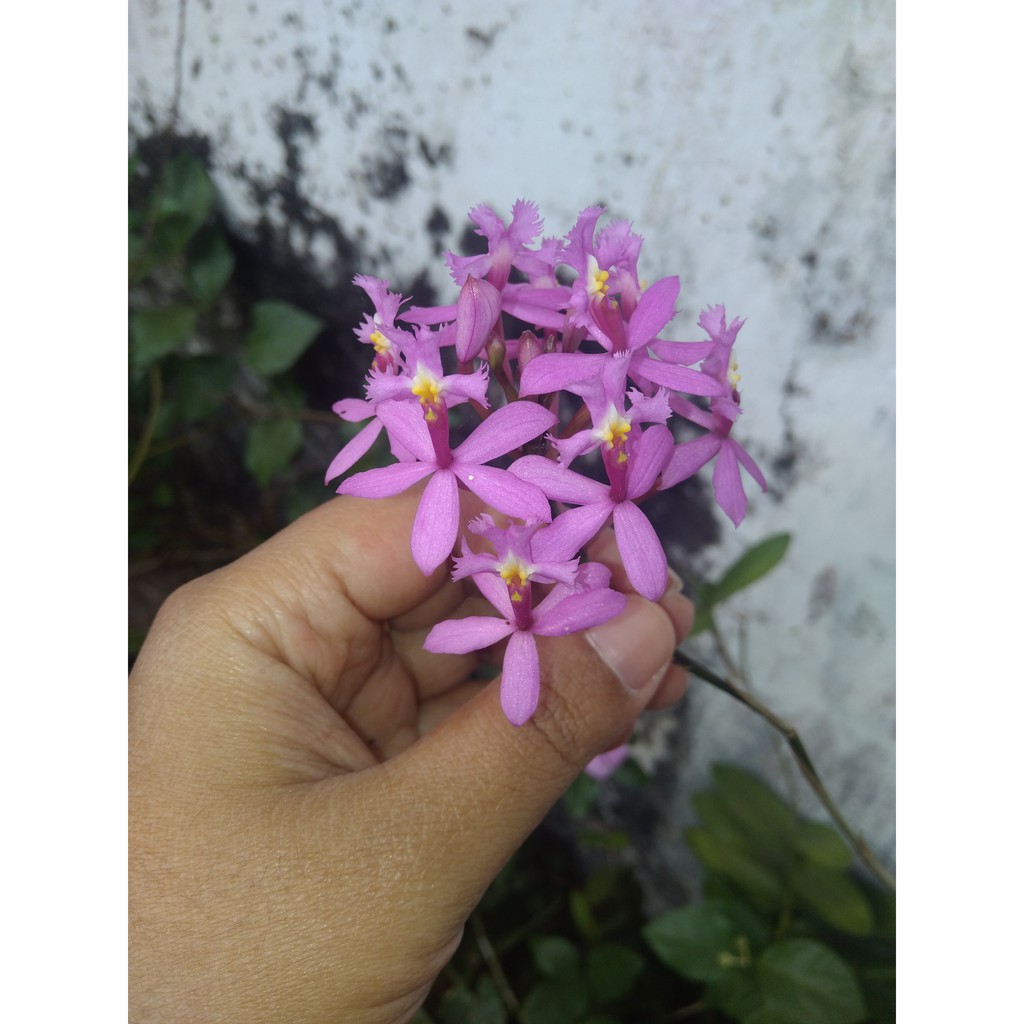 Epidendrum anggrek tanah ungu