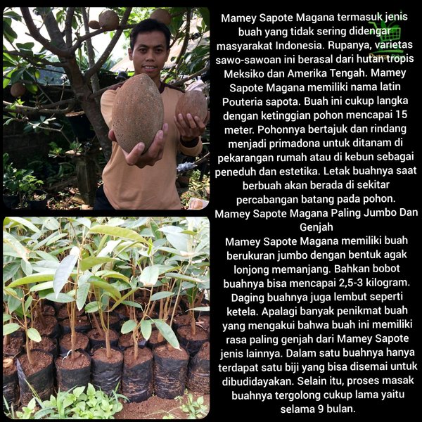 Bibit Pohon Buah Mamey Sapote Peruvian Chuva Tanaman Sawo Jumbo Raksasa Giant Besar Unik