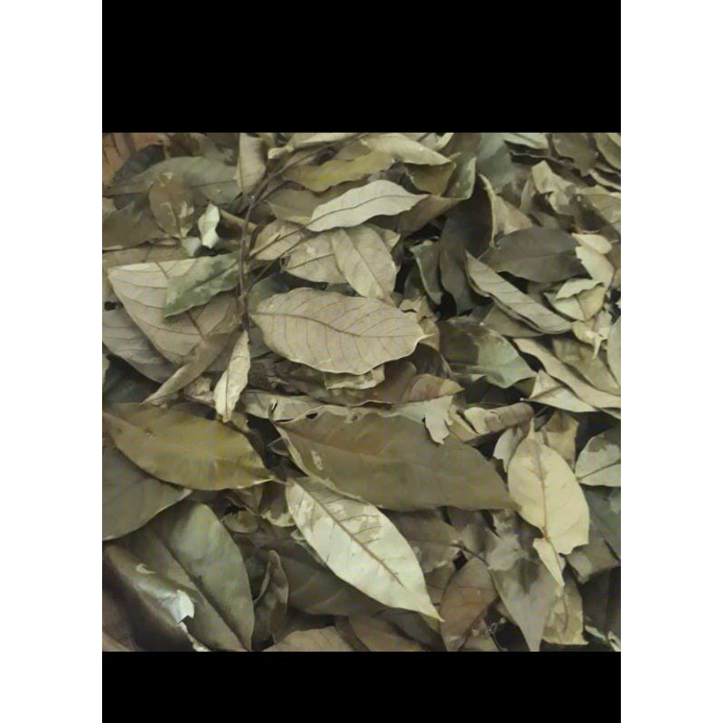 

Daun Pala Kering