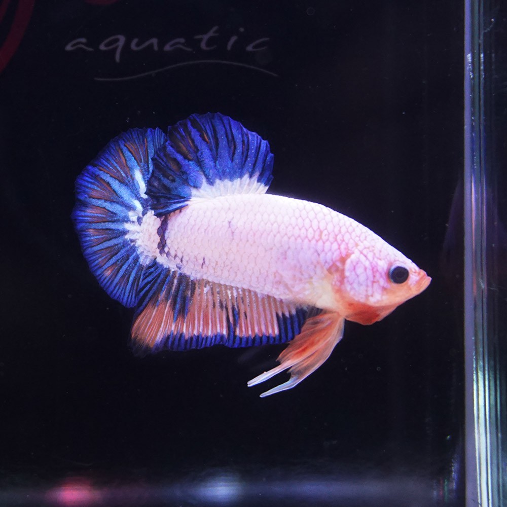 cupang male plakat blue rim flamingo jantan DES