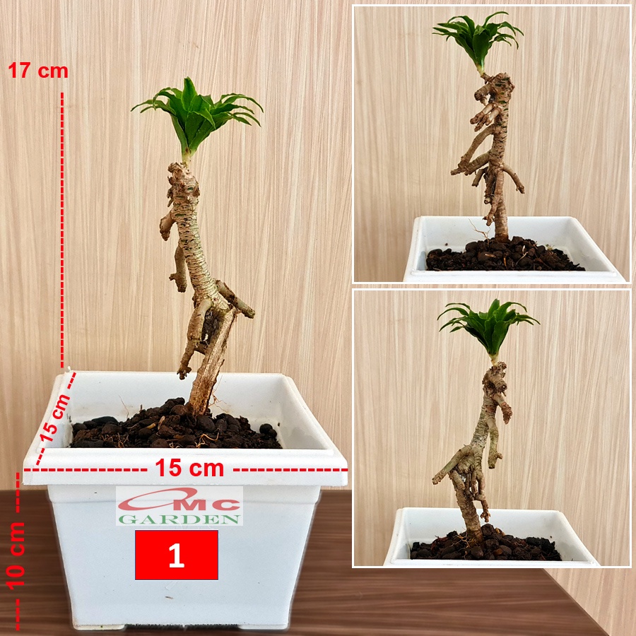 Bonsai Bonsae Mame Dracaena Compacta Hanjuang Andong Kemoceng Tanaman Pohon Hias B-DC-002