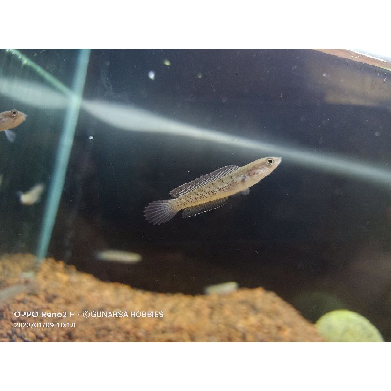 stewarti arunachal 5 (hitoki)