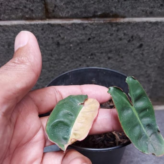 Tanaman Hias Billietiae Variegata Senapmena