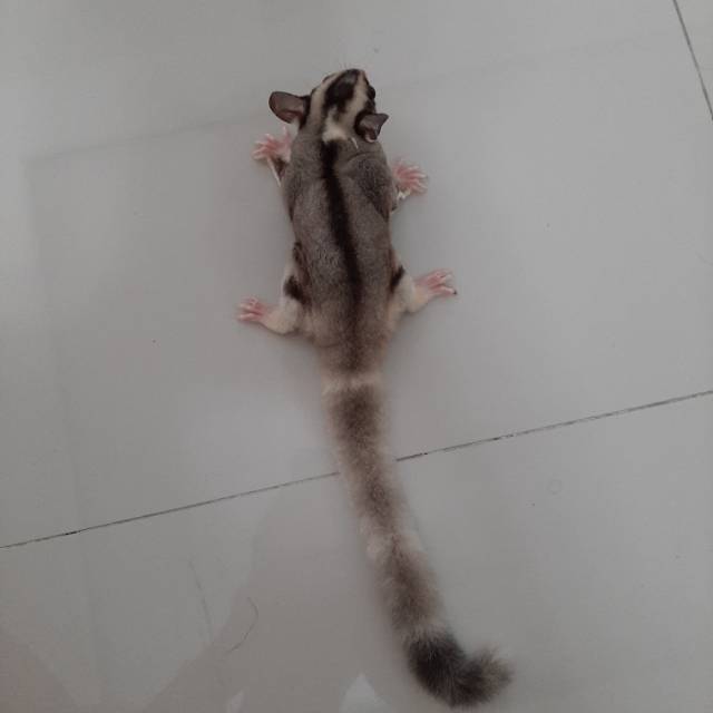 Sugar glider mozaic ringtail dan clasic grey obes