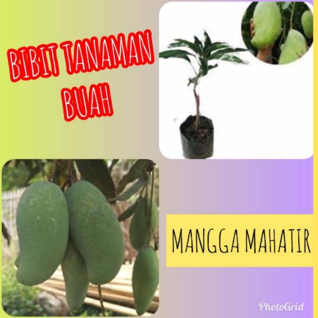 Bibit Mangga Mahatir / Mahatir Jumbo