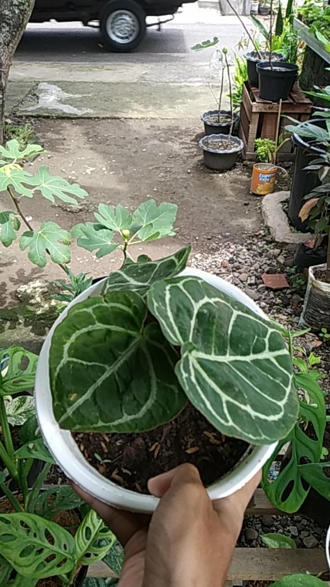 Tanaman Hias Keladi Anturium Kuping Gajah