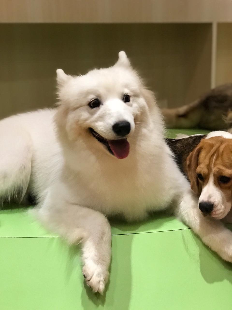 Gege Gift | Daun Monstera Artificial Daun Hias Palem Tanaman Hias Dekorasi Rumah Kamar Ruangan Cafe