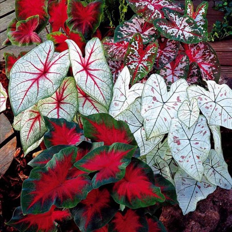 bibit bonggol tanaman hias jenis keladi