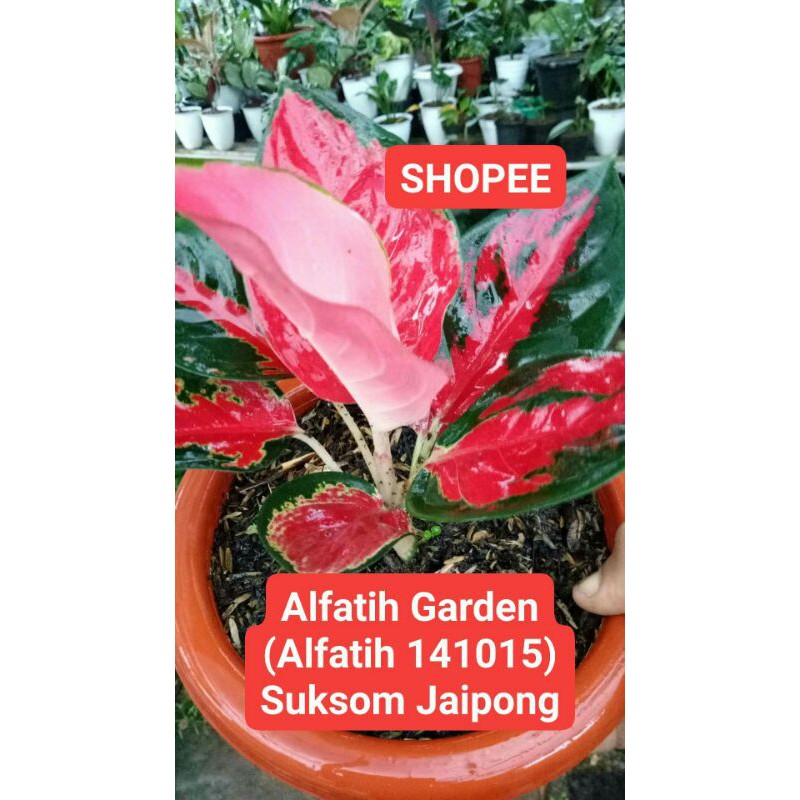 tanaman hias aglonema suksom Jaipong-Aglonema suksom-SUKSOM JAIPONG-aglonema suksom-AGLO SUKSOM