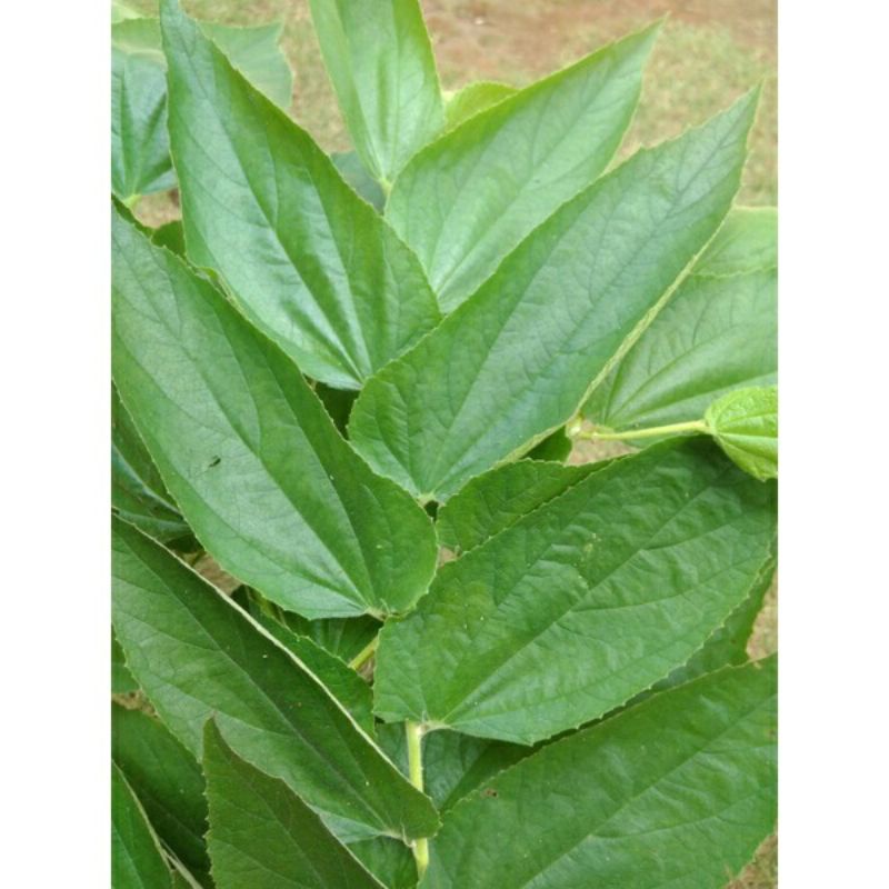 

Herbal Daun Kersen Segar 200gram