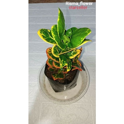 POHON PURING JENGKOL / TANAMAN HIAS PURING JENGKOL