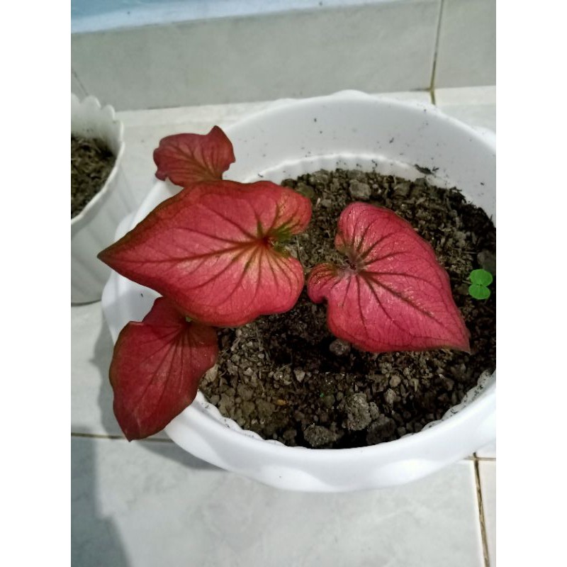 Caladium Infinity