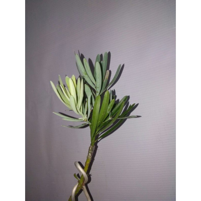 Bahan Bonsai Lohansung Blue Ice