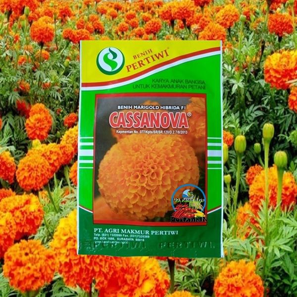 Benih Bunga Marigold Hibrida F1 Super Unggul Cassanova By Pertiwi 10gr Sumber Benih Shopee Indonesia