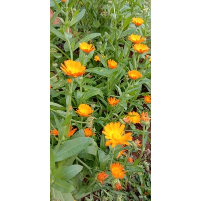Bibit Bunga Marigold, pot marigold, Calendula Officinalis