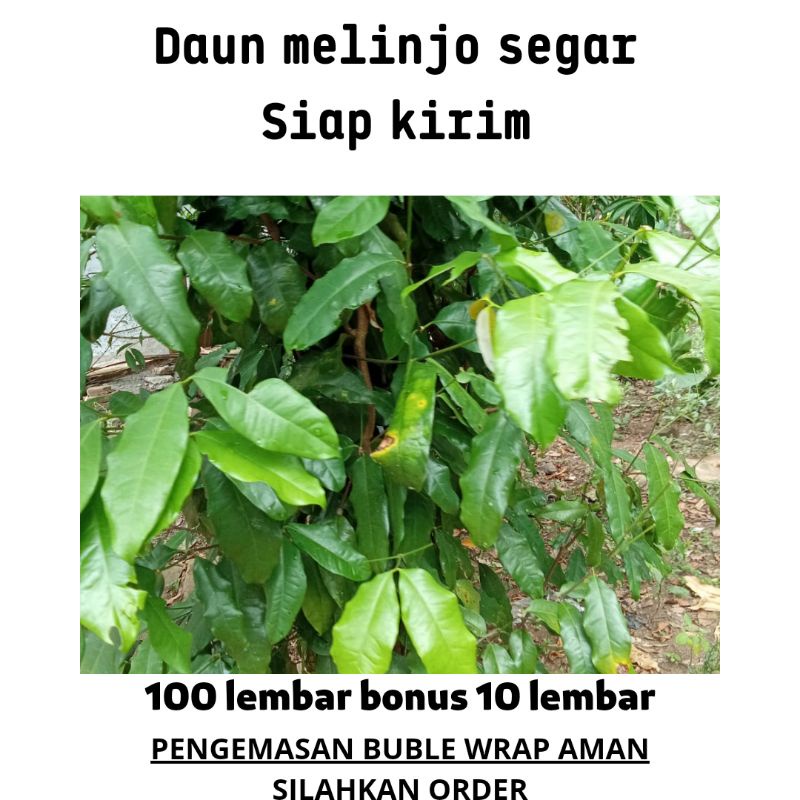 

daun melinjo segar 100 lembar (free buble wrap)