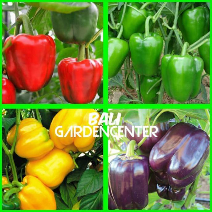 Ins3T Paket Benih Biji Bibit Buah Paprika 4 Jenis