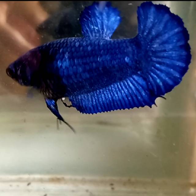 Cupang Female Blue Line Blue Rim sesuai foto