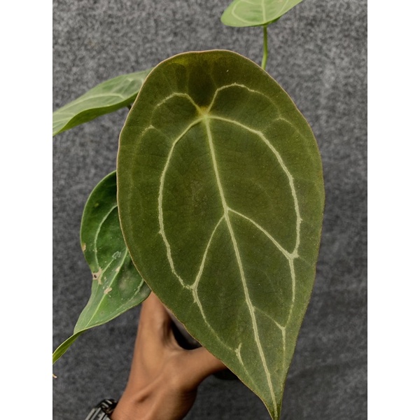 Anthurium Forgetii Original
