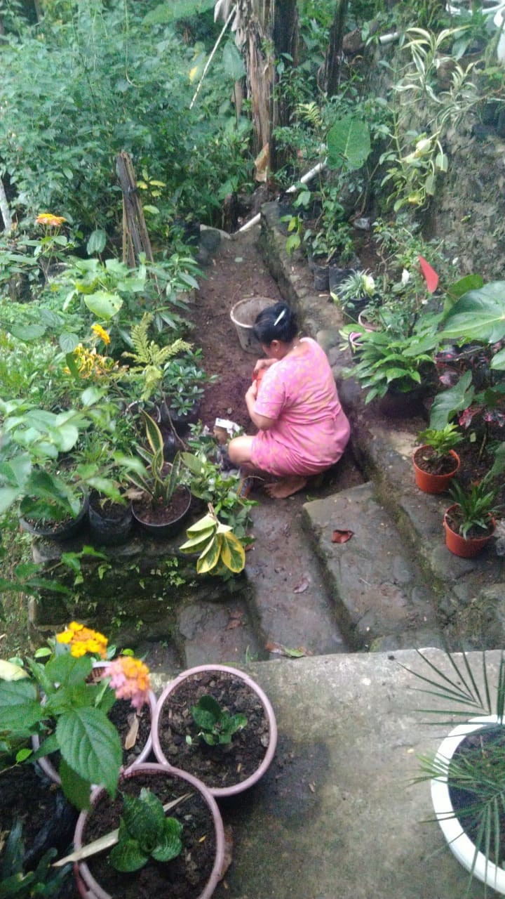 Tanaman Bunga Tecoarabia / Bunga Tekomaria