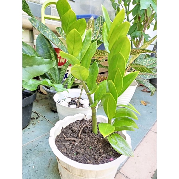 zz plant / tanaman dollar