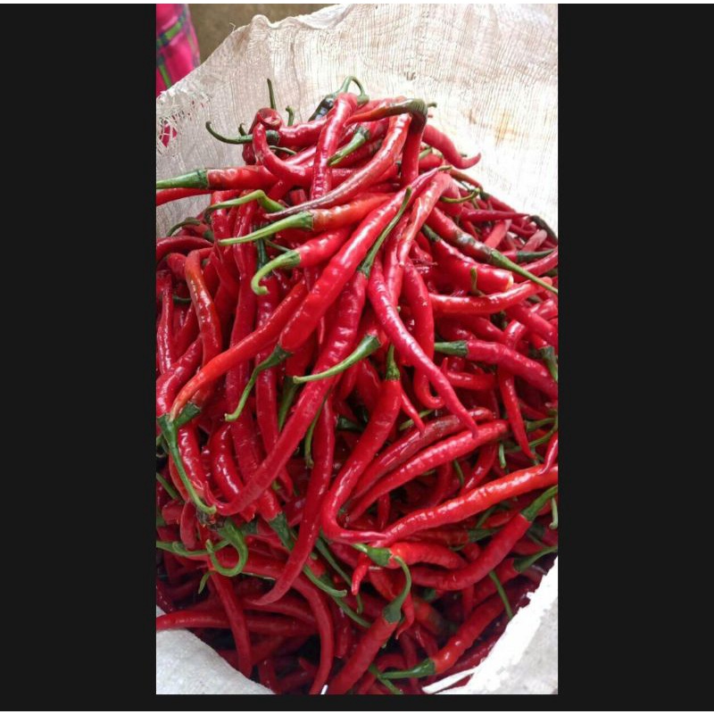 

cabemerahkriting250gr