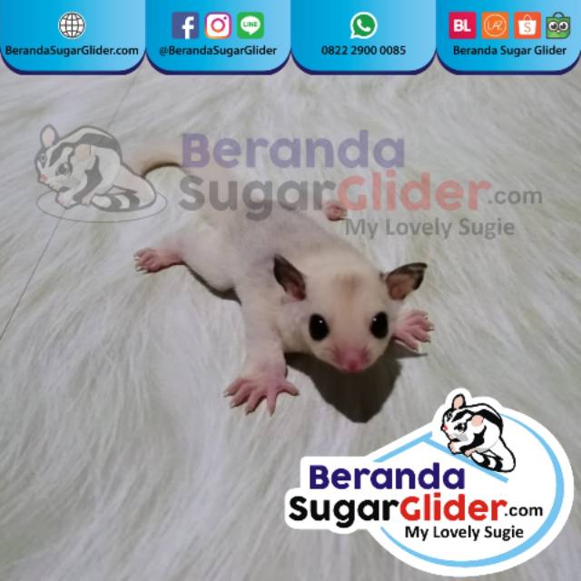 Anakan Joey Dan Dewasa Sugar Glider Sg Morph White Mosaic Mosaik Mozaik Mozaic Mosa Moza Ready Shopee Indonesia