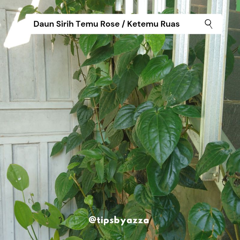 Daun Sirih Temu Rose | Daun Sirih Ketemu Ruas | Daun Sirih Segar Langka