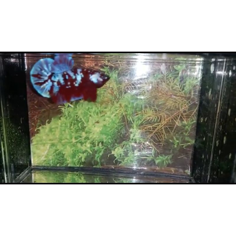 Red Koi Galaxy copper