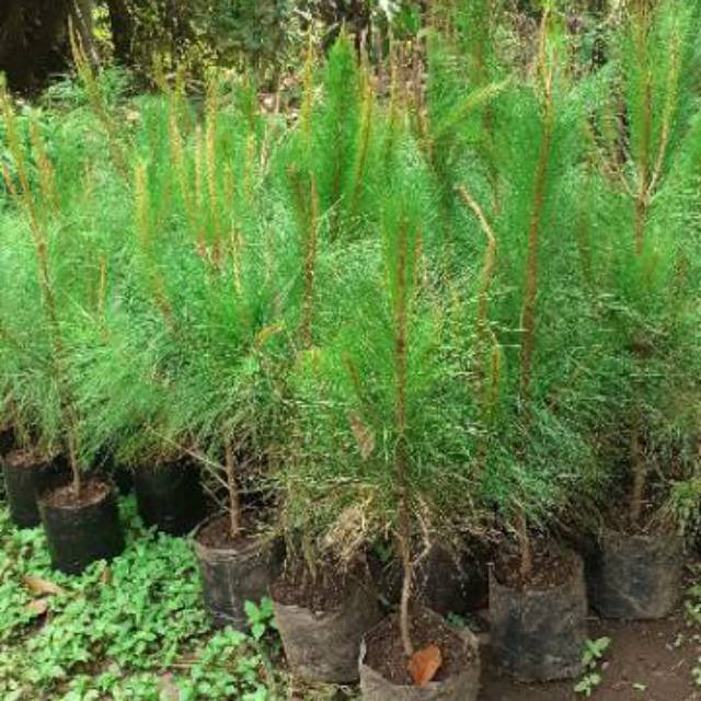 Bibit Pohon Cemara Pinus Merkusii - Tanaman Cemara Pinus - Pohon Cemara