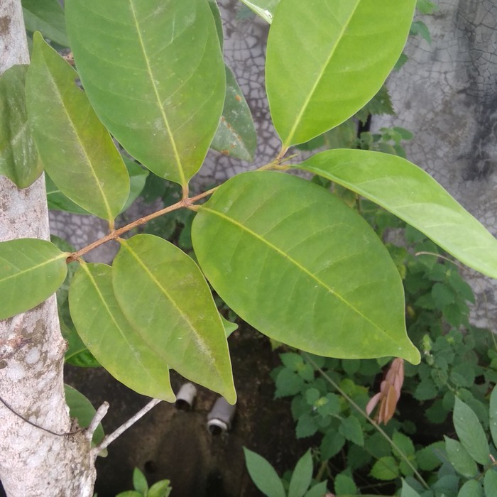 

Daun Salam Segar 100Gram Khusus Batam