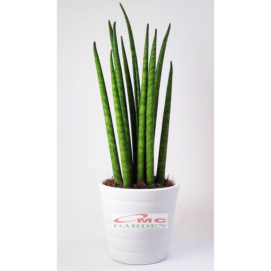 Lidah Mertua Sansevieria Sansivera Sansiviera Sensiviera Sp Cylindrica Bojer Tombak Belut LMC-1020