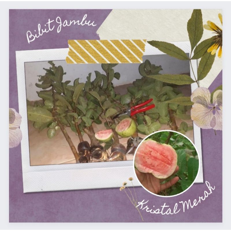 Bibit Jambu Kristal Merah