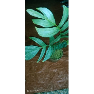 tanaman hias tenuis silver daun mecah