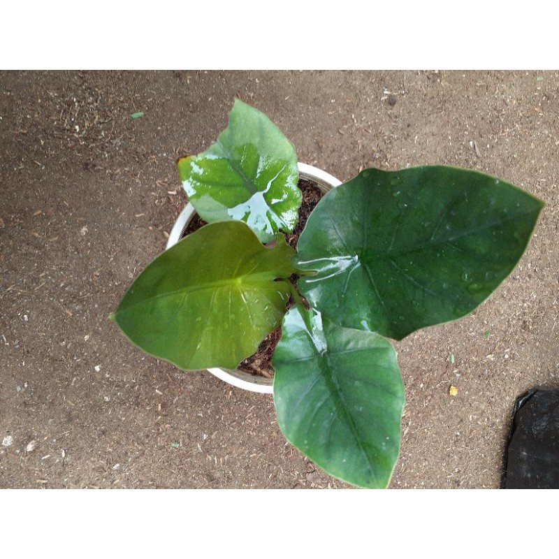 ALOCASIA REGINA