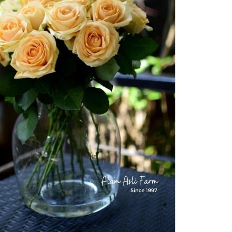 ♙ Fresh Peach Roses, Bunga Mawar Peach Potong Segar Semi Holland ➻
