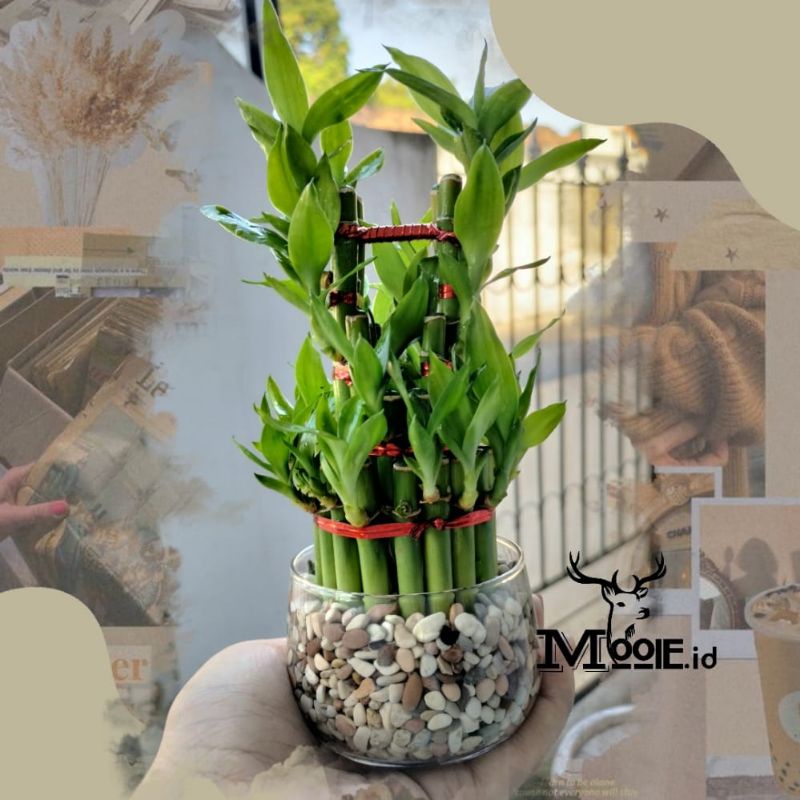 MOOIE.ID - Tanaman Hias Bambu Rejeki 1 Set Batu + Pot Kaca / Bambu Hoki / Bambu Cina / Dracaena Sand