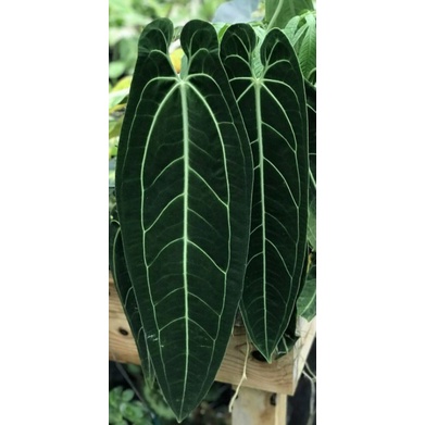 Anthurium warocqueanum anturium lidah gajah murah
