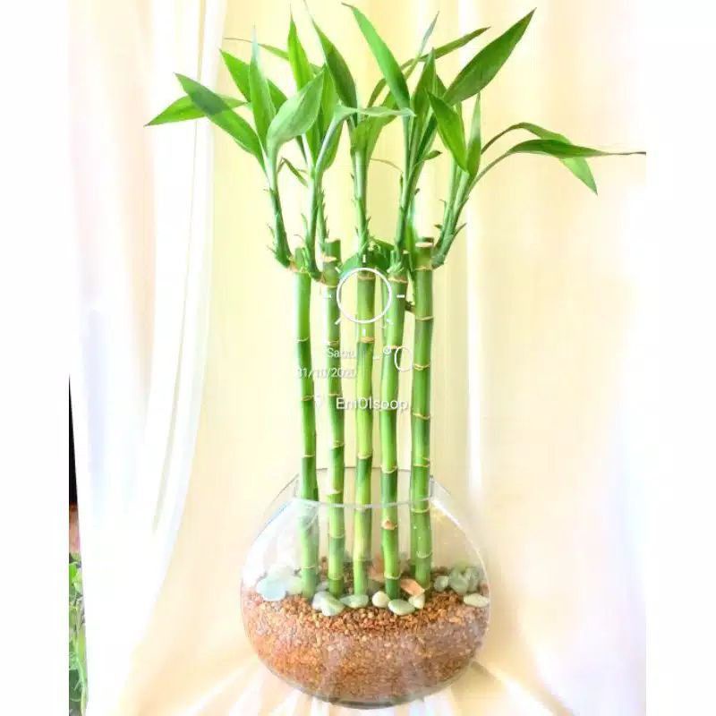 Tanaman Sri rejeki/ batang pohon sri rejeki / pohon hoki  BELI 5 BONUS 1