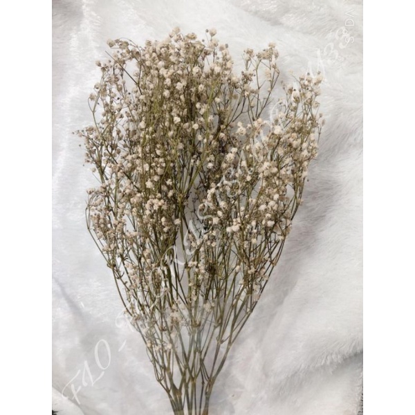 

BEBYBREATH kering / DRIED BABYBREATH